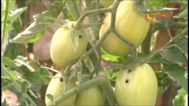 Мотыльки атакуют огороды.mp4 смотреть онлайн