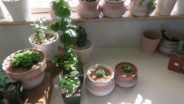 Tiny Succulent Houseplants | Haworthia Repotting + Care Indoors смотреть онлайн