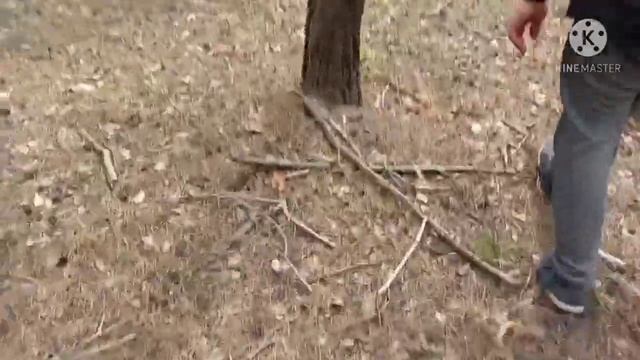 Грибы в Балаклеи смотреть онлайн