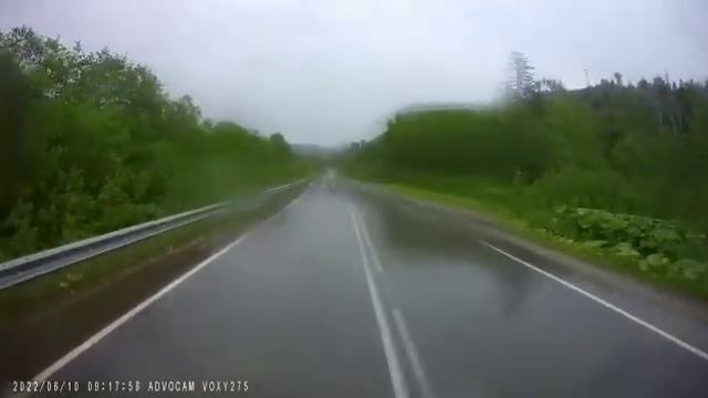 Молодой медведь соревновался в скорости с пассажирским транспортом на Сахалине смотреть онлайн