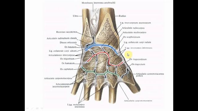 З'єднання кісток верхньої кінцівки смотреть онлайн