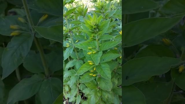 Молочай Фишера смотреть онлайн