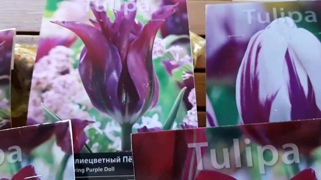 ОСНОВНЫЕ ПРАВИЛА ПОСАДКИ ТЮЛЬПАНОВ смотреть онлайн