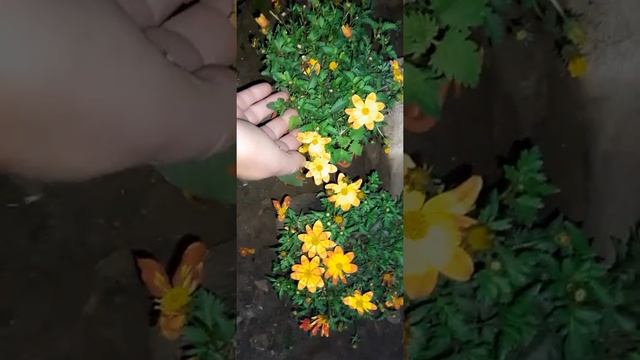 Солнечный цветок биденс? смотреть онлайн