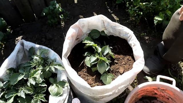 Выращивания картофеля в мешках смотреть онлайн
