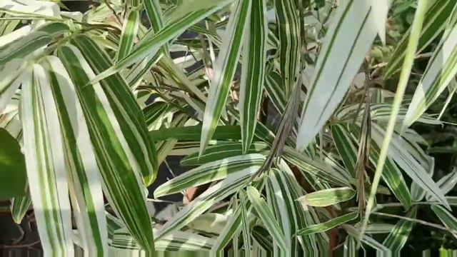 വൈറ്റ് ബാംബൂ ഭംഗിയായി വളർത്താം смотреть онлайн