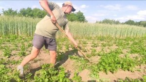 Как быстро прополоть картофель. Без химии. / How to quickly weed potatoes. Without chemistry.