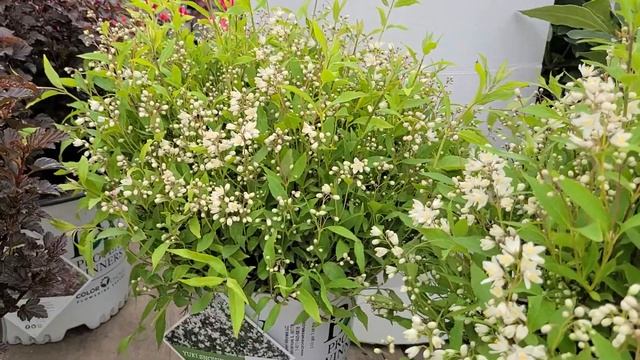 Deutzia Yuki Snowflake® // Superb Small Hardy & Easy to Grow White Flowered Shrub - Proven Winners® смотреть онлайн