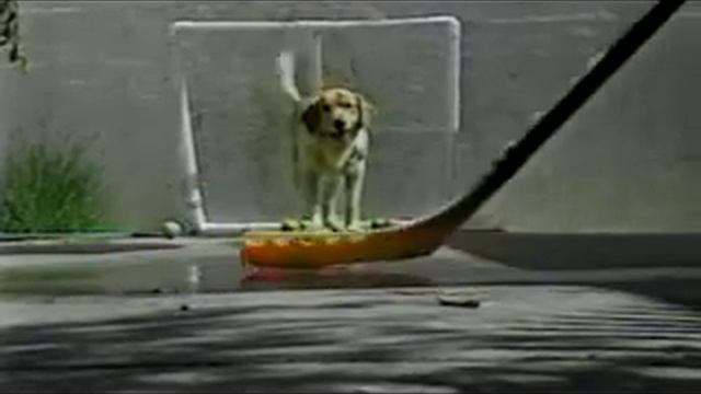 Собака-хоккеист на страже ворот.