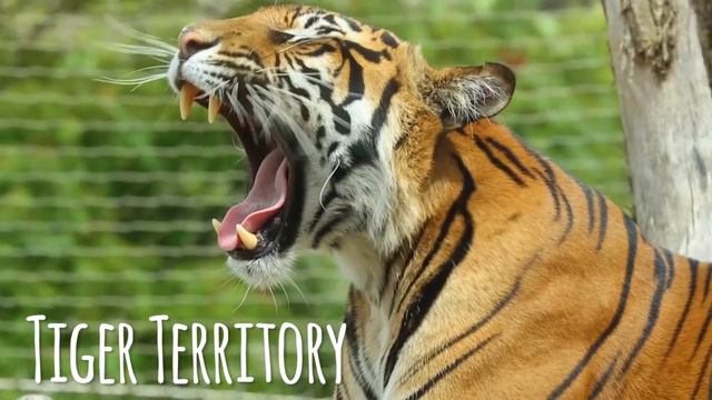 Bring your little cubs to ZSL London Zoo смотреть онлайн