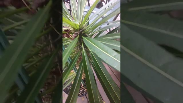 Madagascar palm смотреть онлайн