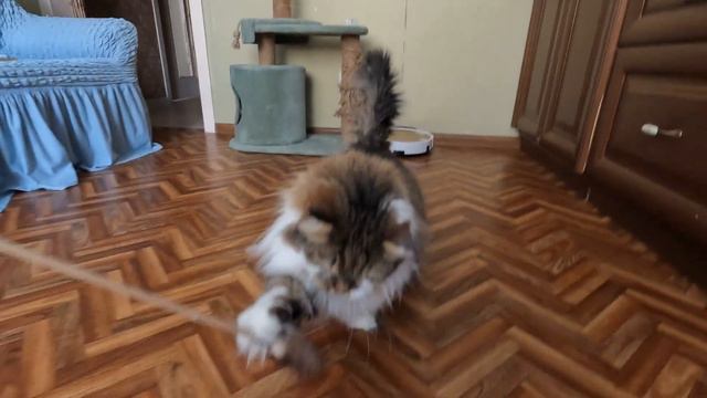 Сибирский кот Потап. Игривое воскресное утро смотреть онлайн