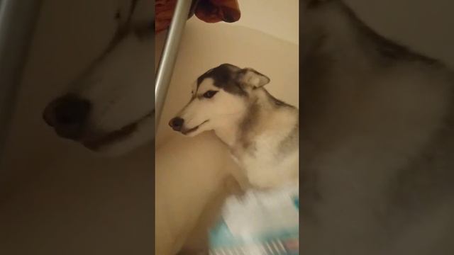 Щенок с характером смотреть онлайн