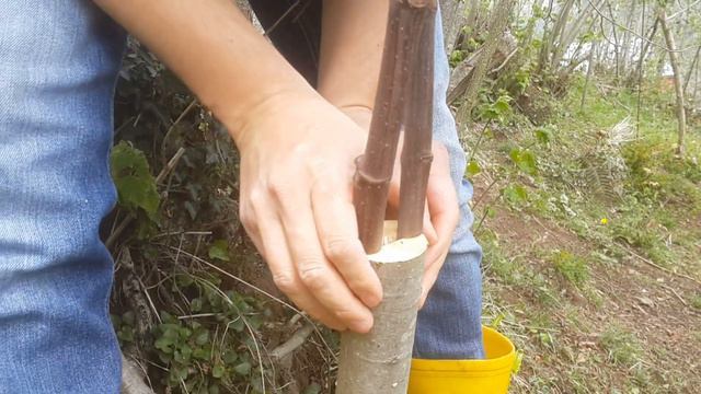 en kolay tutma garantili kara incir aşısı nasıl yapılır? смотреть онлайн