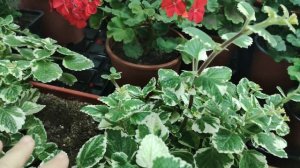 Зимнее содержание Плектрантуса Ампельного. Все способы как сохранить и размножить Плектрантус в дом