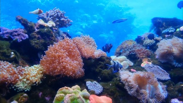 Расслабиться в подводном мире музыка для релаксации Расслабляющая музыка #расслабляющаямузыка #rela