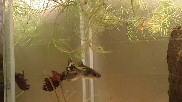 Брачные танцы смотреть онлайн