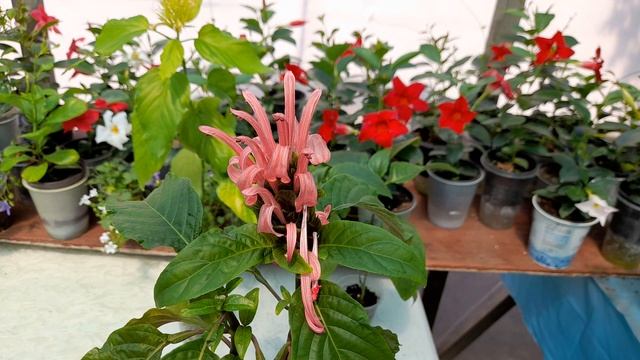 Якобиния. Уход и содержание смотреть онлайн