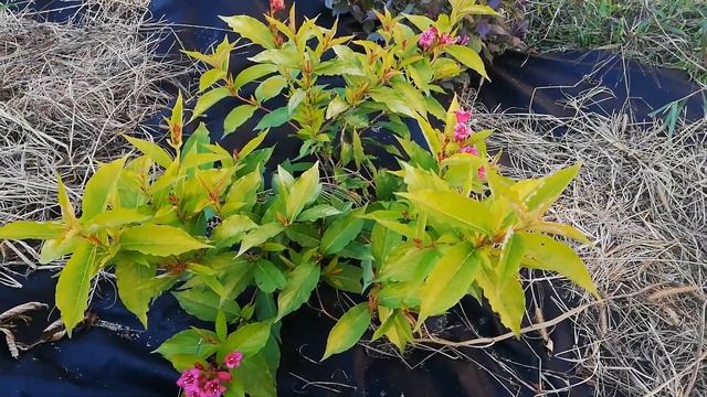 Вейгела Олимпиада / Weigela 'Olympiade'