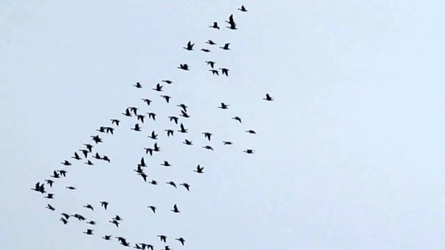 Летят дикие гуси. смотреть онлайн