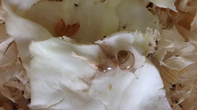 Мой маленькие  улиточки