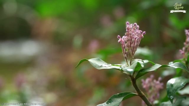 BEAUTIFUL GOOD MORNING MUSIC - Positive Feelings And Energy➤Calm Music For Meditation, Yoga, Healin