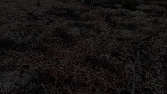 прогулка по лесу