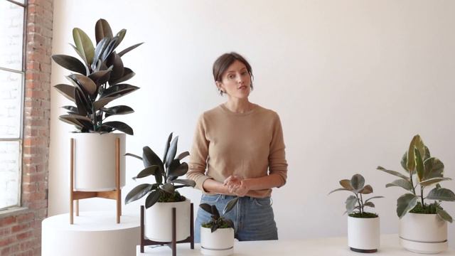 How to Care for the Rubber Tree смотреть онлайн