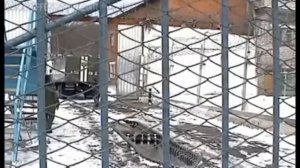 © Александр Вестов ,,БЕЛЫЙ,,