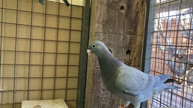 Primer lote pichones 2022 - A.CAPON (Buchon Laudino Sevillano) смотреть онлайн