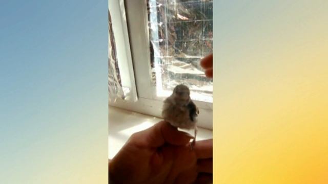 Кормление щегла в домашних условиях