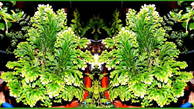 Селагинелла смотреть онлайн