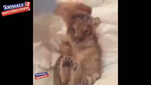 приколы 2017 новинки смотреть онлайн
