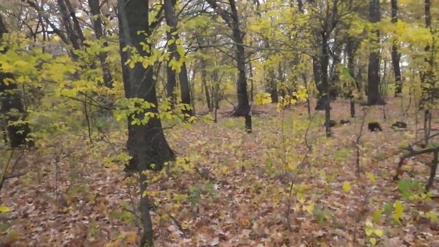 Прогулка по монетам в старый лес смотреть онлайн