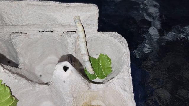 Sophia's Garden 蚕的一生， 高清结茧过程