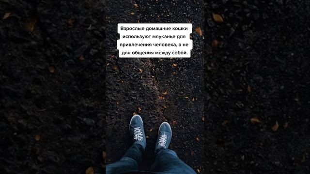 Зачем кошка мяукает? #shorts #факт #интересное смотреть онлайн