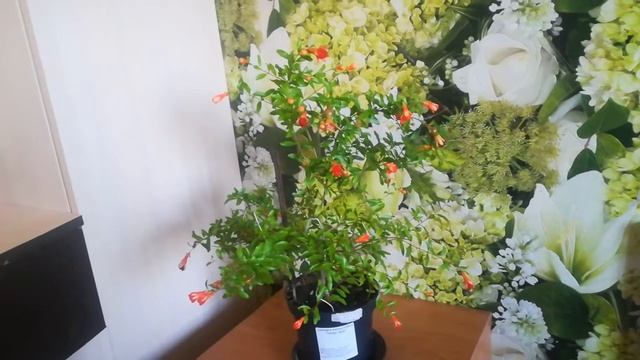 Гранат Нана (комнатный) Часть 1