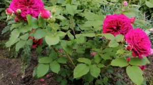 Роза Манстед Вуд после пересадки