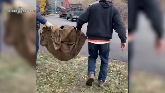 Невероятные Случаи с Животными, Которые Повезло Снять на Камеру смотреть онлайн