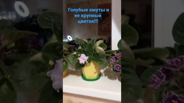 Супер - цветок-5 см!!!Обзор фиалок для сравнения. "Голубые омуты" и ее крупный цветок!!! #фиалки смотреть онлайн