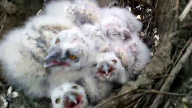 Совята в гнезде. смотреть онлайн