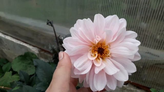 Георгина Гэллери Латур смотреть онлайн