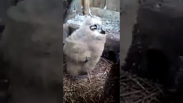 Филин малыш. смотреть онлайн