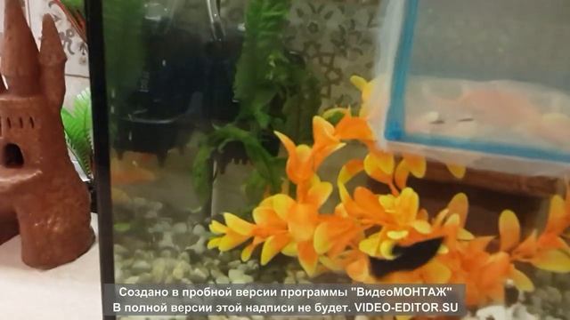 Аквариум 20л смотреть онлайн