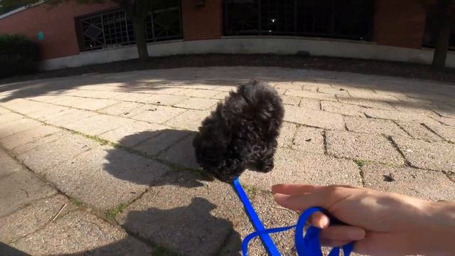 My dog thinks he is a rabbit! Every Day with Java (June 17, 2020) смотреть онлайн