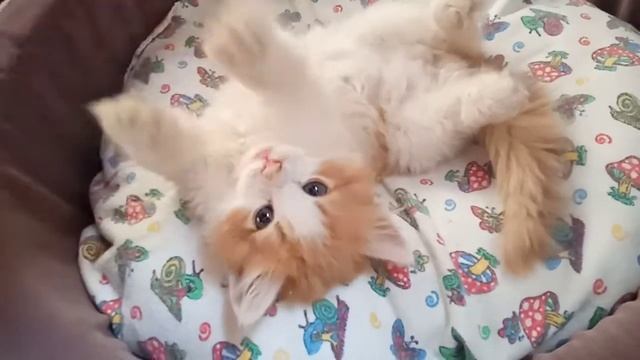 Мой новый котик?? смотреть онлайн