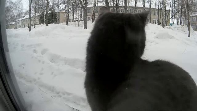 КотЭ Русская голубая смотреть онлайн