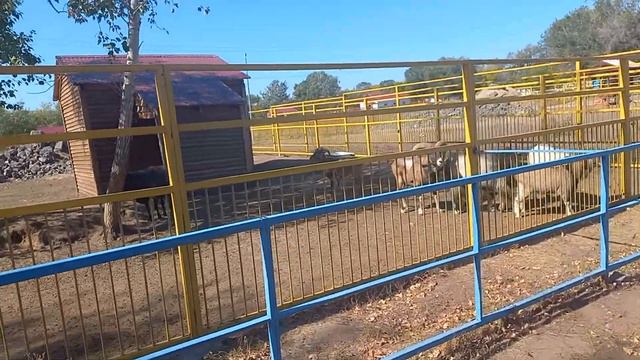 Зоопарк 🐅🐆🐯🦓🐫🕊🦜🦭🐧🐧🐒 Жануарлар әлемі Хайуанаттар бағы смотреть онлайн