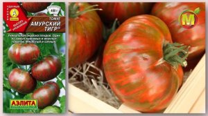 ? Лучшие Популярные Томаты. СОРТ АМУРСКИЙ ТИГР