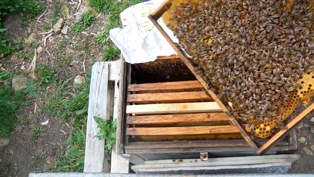 СОДЕРЖАНИЕ пчел в ДВУХКОРПУСНОМ УЛЬЕ ДАДАН и Осмотр Сильной семьи смотреть онлайн